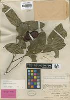 Isotype of Harpullia arborea (Blanco) Radlk. var. megalocarpa Merr. [family SAPINDACEAE]