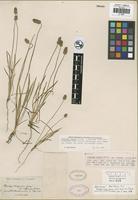 Neotype of Plantago erecta E. Morris [family PLANTAGINACEAE]
