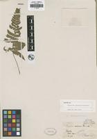 Isotype of Dryopteris uraiensis Rosenst. [family THELYPTERIDACEAE]