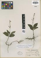Isotype of Odontonema congestum Lindau [family ACANTHACEAE]