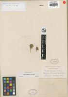 Isotype of Draba lemmonii S. Watson [family BRASSICACEAE]