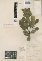 Holotype of Ilex socorroensis Brandegee [family AQUIFOLIACEAE]