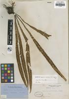 Isotype of Asplenium ensiforme Wall. ex Hook. and Grev. [family ASPLENIACEAE]