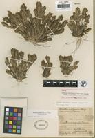 Holotype of Orcuttia californica Vasey var. viscida Hoover [family POACEAE]