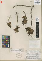 Isotype of Pedilanthus coalcomanensis Croizat [family EUPHORBIACEAE]