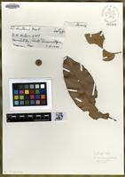 Isotype of Quercus hintonii E.F. Warb. [family FAGACEAE]
