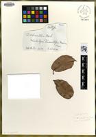 Isotype of Quercus ochroesthes E.F.Warb. [family FAGACEAE]