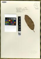 Type of Quercus hintonii E.F. Warb. [family FAGACEAE]