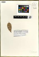 Type of Quercus apiophylla [family FAGACEAE]