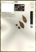 Type of Quercus apiophylla [family FAGACEAE]
