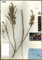 Type of Suaeda puertopenascoa M.C.Watson & Ferren [family CHENOPODIACEAE]