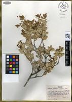 Quercus ajoensis in Global Plants on JSTOR