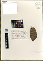Type of Quercus ochroesthes E.F.Warb. [family FAGACEAE]