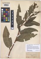 Filed as Rumex altissimus A. Wood [family POLYGONACEAE]