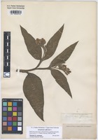Filed as Symphytum officinale L. [family BORAGINACEAE]