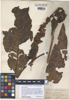 Filed as Rumex patientia L. [family POLYGONACEAE]