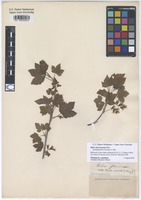 Filed as Ribes americanum Mill. [family GROSSULARIACEAE]