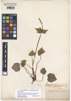 Filed as Mitella diphylla L. [family SAXIFRAGACEAE]