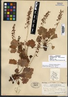 Isotype of Heuchera versicolor Greene [family SAXIFRAGACEAE]
