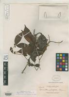 Isotype of Cynometra whitfordii Elmer, A.D.E. 1915 [family FABACEAE]
