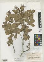 Isotype of Maniltoa minor Smith, A.C. 1942 [family FABACEAE]