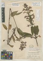 Holotype of Stachys ciliata subsp. macrantha Piper, C.V. 1919 [family LAMIACEAE]