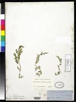 Filed as Selaginella heterostachys Baker, J.G. 1885 [family SELAGINELLACEAE]