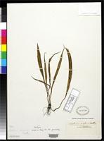 Filed as Asplenium ensiforme Wallich, N. 1829 [family ASPLENIACEAE]