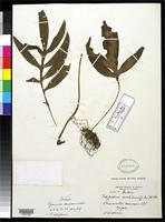 Filed as Grammitis decurrens Wallich, N. 1827 [family POLYPODIACEAE]
