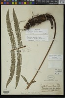 Holotype of Cyathea brooksii Maxon [family CYATHEACEAE]