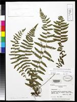 Holotype of Thelypteris correllii Smith, A.R. 1983 [family THELYPTERIDACEAE]