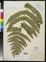 Filed as Polystichum grande Ching, R.C. 1931 [family DRYOPTERIDACEAE]