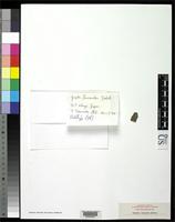 Isotype of Graphis tsunodae Zahlbruckner, A. 1916 [family GRAPHIDACEAE]
