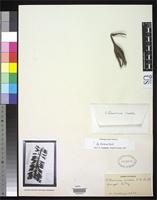 Isotype of Pitcairnia crassa Smith, L.B. 1948 [family BROMELIACEAE]