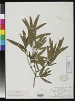 Isotype of Quercus phellos f. intonsa Fernald, M.L. 1942 [family FAGACEAE]