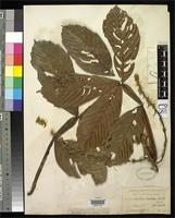 Isotype of Paullinia bracteosa Radlkofer, L.A.T. 1905 [family SAPINDACEAE]