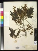 Syntype of Thouinia acuminata var. pubicalyx Radlkofer, L.A.T. 1893 [family SAPINDACEAE]