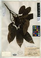 Isotype of Guioa bicolor Merrill, E.D. 1920 [family SAPINDACEAE]