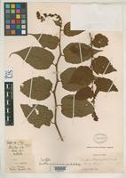 Isotype of Neillia sinensis var. caudata Rehder, A. 1913 [family ROSACEAE]