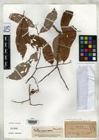 Isosyntype of Schoutenia hypoleuca Pierre, J.B.L. 1888 [family STERCULIACEAE]