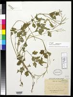 Isotype of Cardamine yunnanensis Franchet, A.R. 1886 [family BRASSICACEAE]