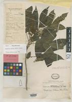 Isoneotype of Ptelea arborea Blanco, F.M. 1837 [family RUTACEAE]