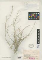 Isotype of Anthochlamys multinervis Rechinger, K.H. 1940 [family CHENOPODIACEAE]