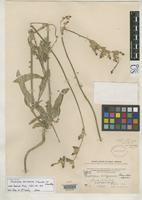 Filed as Froelichia arizonica Thornber, J.J. 1917 [family AMARANTHACEAE]