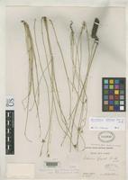 Isotype of Gomphrena equisetiformis Fries, R.E. 1920 [family AMARANTHACEAE]