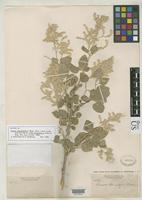 Filed as Iresine alternifolia Watson, S. 1889 [family AMARANTHACEAE]