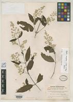 Holotype of Iresine completa Uline, E.B. & Bray, W.L. 1896 [family AMARANTHACEAE]