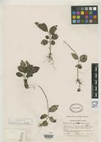 Holotype of Peperomia famelica Trelease, W. 1936 [family PIPERACEAE]