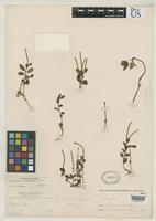 Isotype of Peperomia nudicaulis Candolle, A.C.P. de 1892 [family PIPERACEAE]