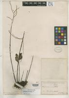 Isotype of Peperomia velloziana var. subnovemplinervia Miquel, F.A.W. 1871 [family PIPERACEAE]
